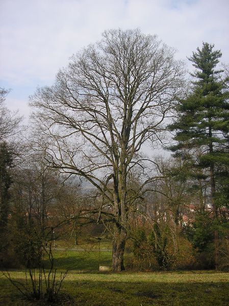 Photo-005.JPG